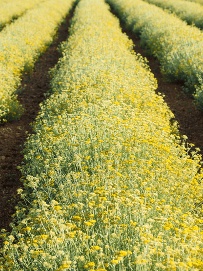 Helichrysum italicum - Currykraut, Italienische Strohblume