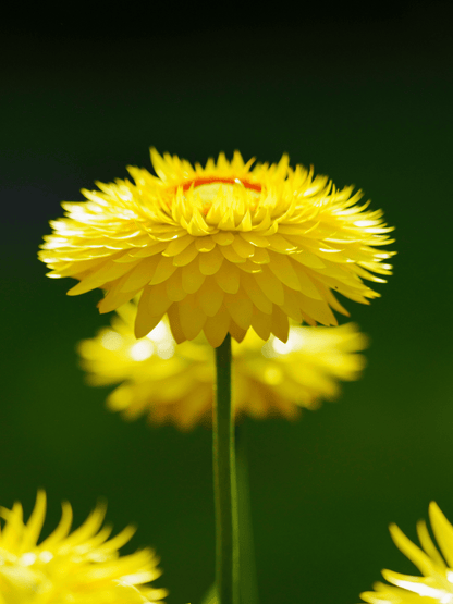 Helichrysum italicum - Currykraut, Italienische Strohblume