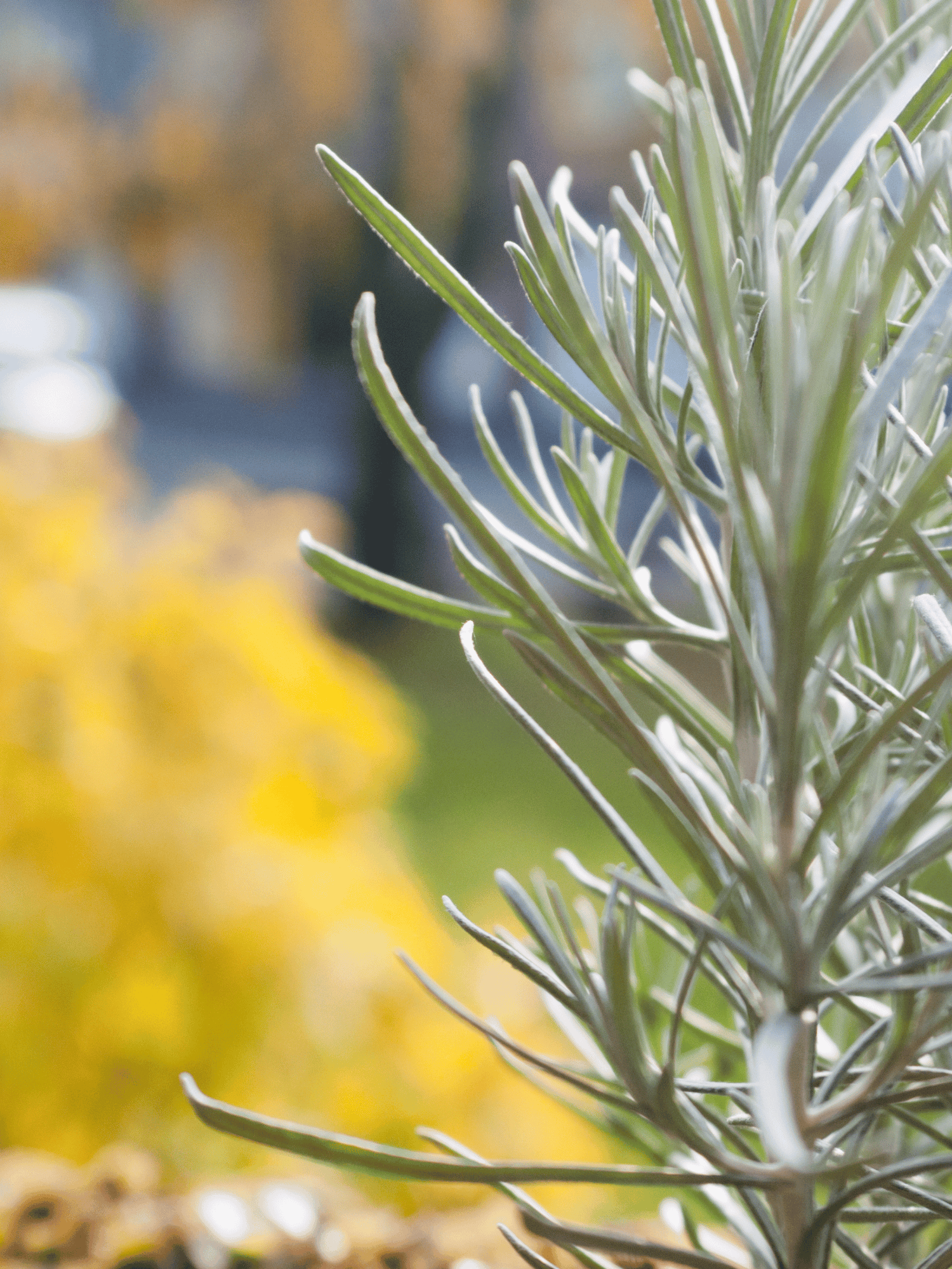 Helichrysum italicum - Currykraut, Italienische Strohblume
