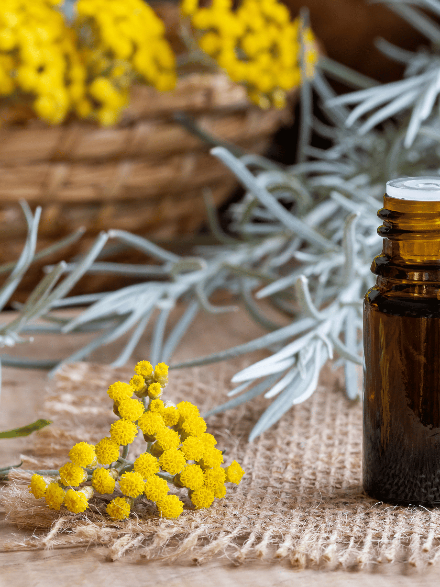 Helichrysum italicum - Currykraut, Italienische Strohblume