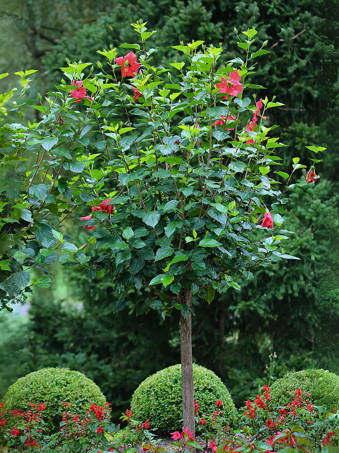 Hibiscus moscheutus - Sumpfeibisch, Riesen-Hibiskus