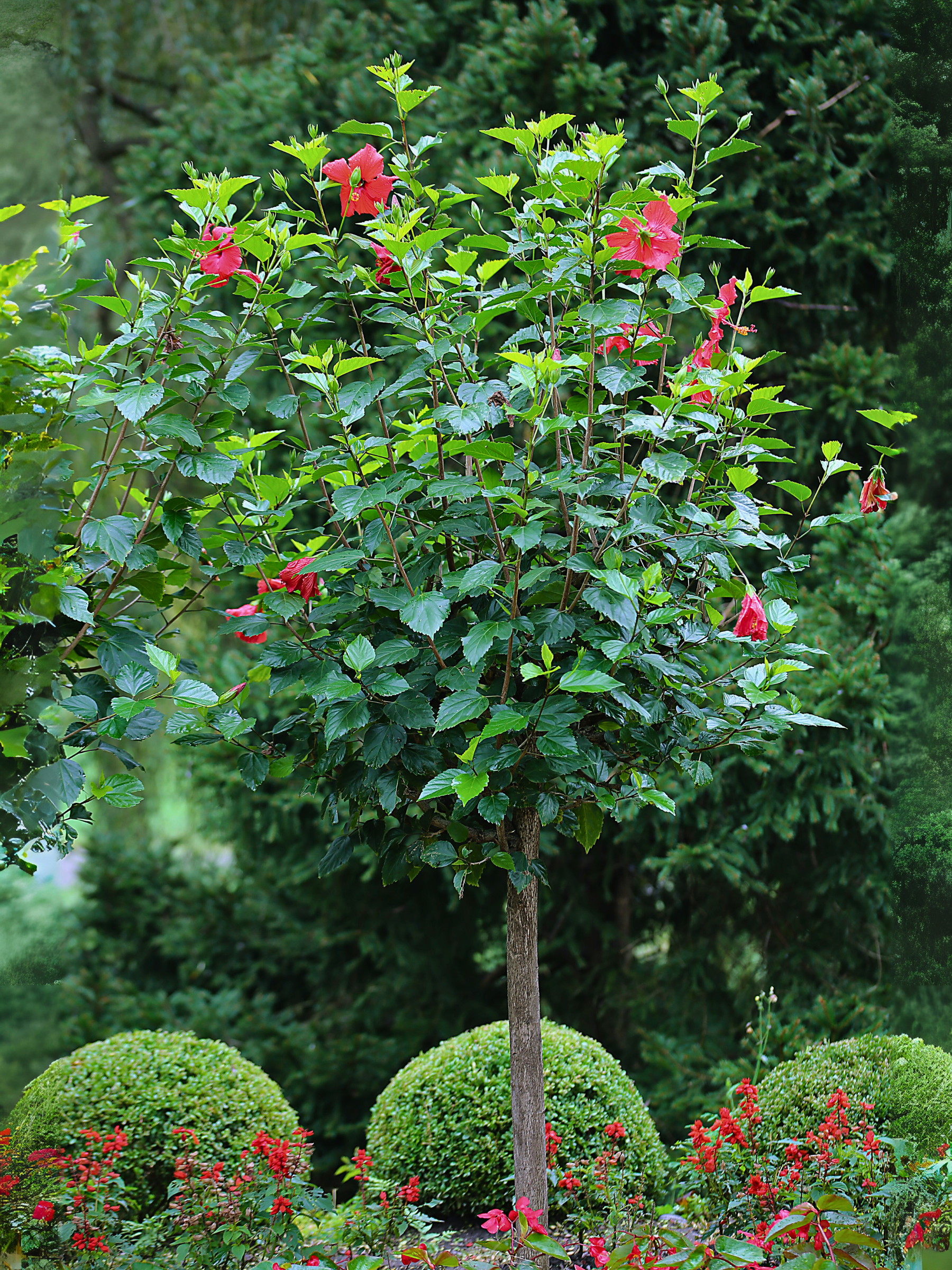 Hibiscus moscheutus - Sumpfeibisch, Riesen-Hibiskus
