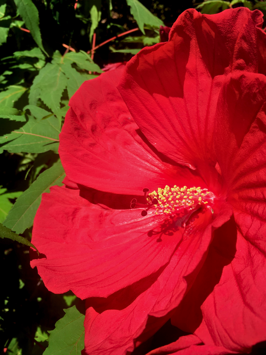 Hibiscus moscheutus - Sumpfeibisch, Riesen-Hibiskus
