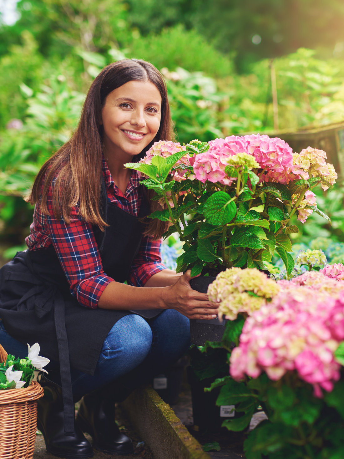 Hydrangea - Verschiedene Sorten Hortensien