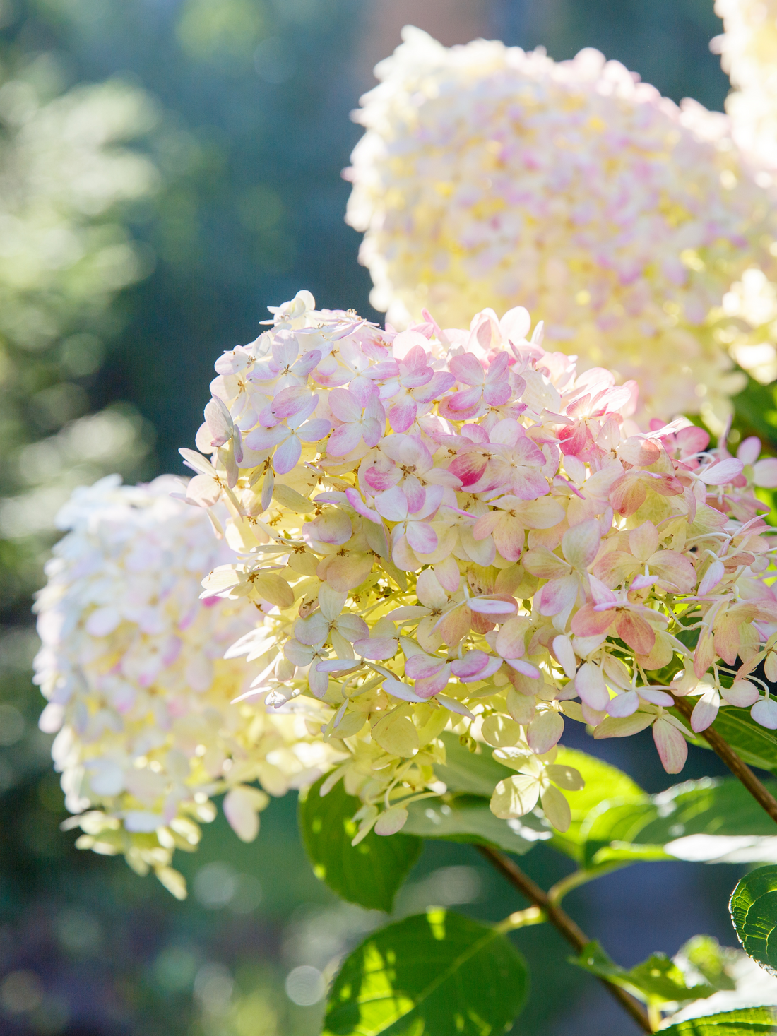 Hydrangea - Verschiedene Sorten Hortensien