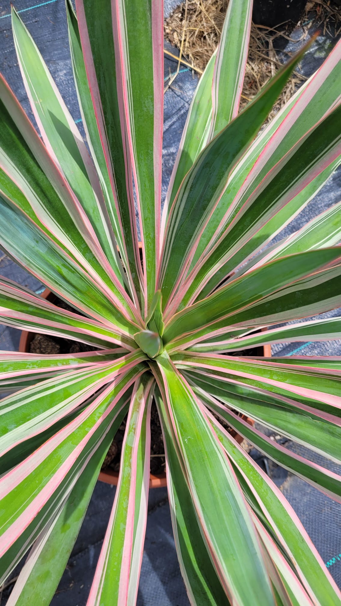 Yucca gloriosa &