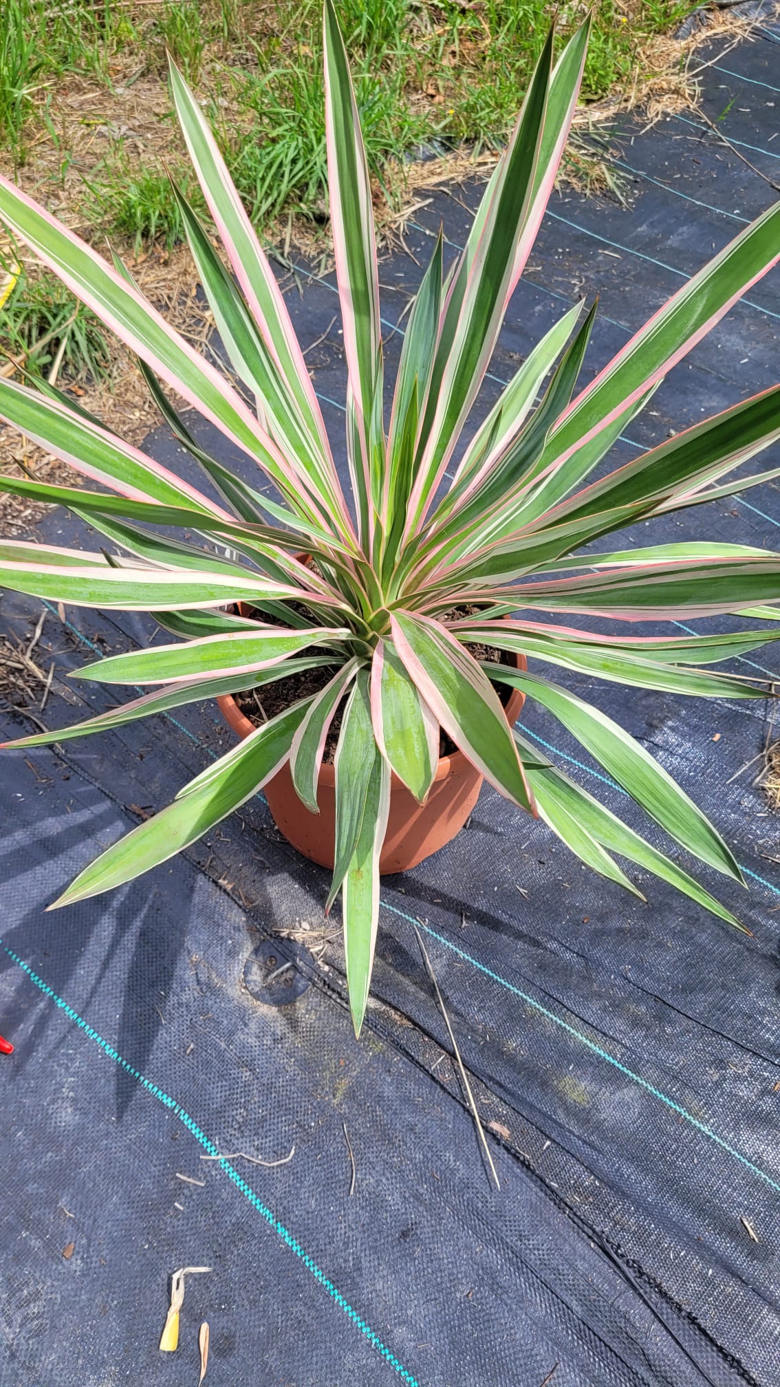 Yucca gloriosa &