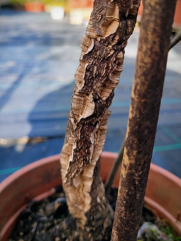 Quercus suber - Korkeiche