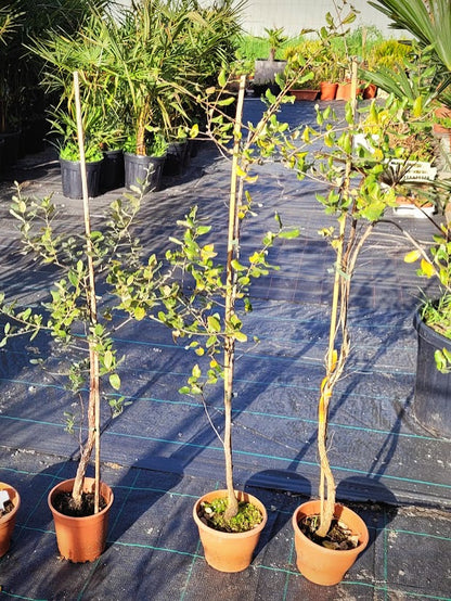 Quercus suber - Korkeiche