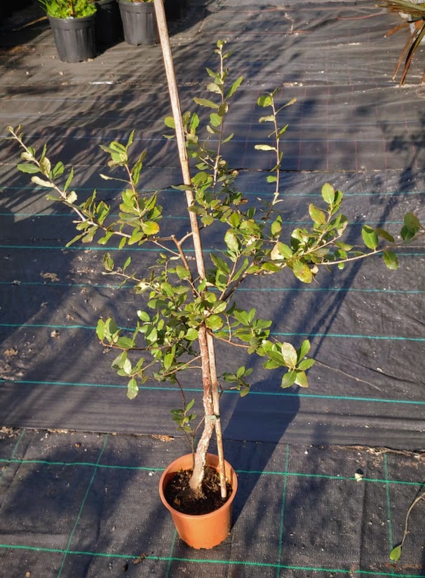 Quercus suber - Korkeiche