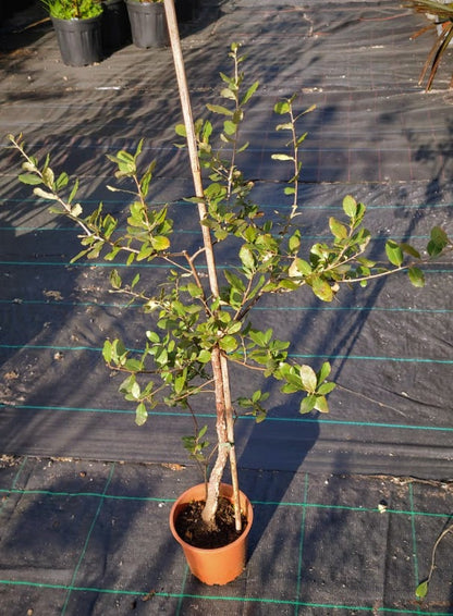 Quercus suber - Korkeiche