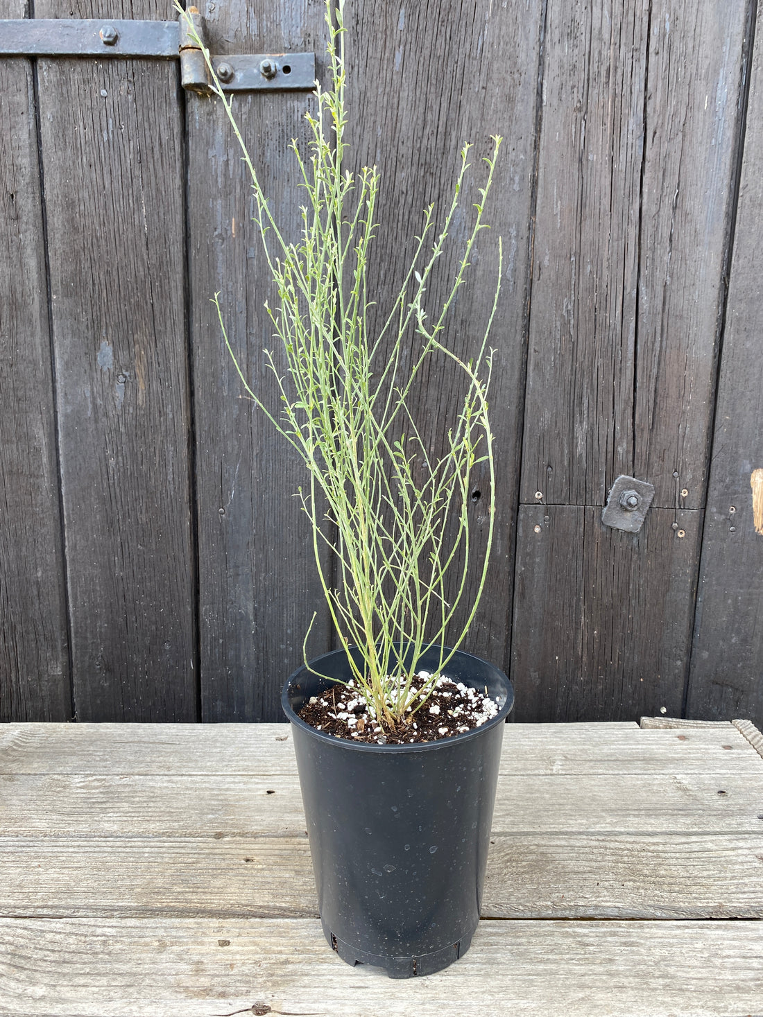 Cytisus multiflorus - Weiẞer Spanischer Ginster, Geiẞklee