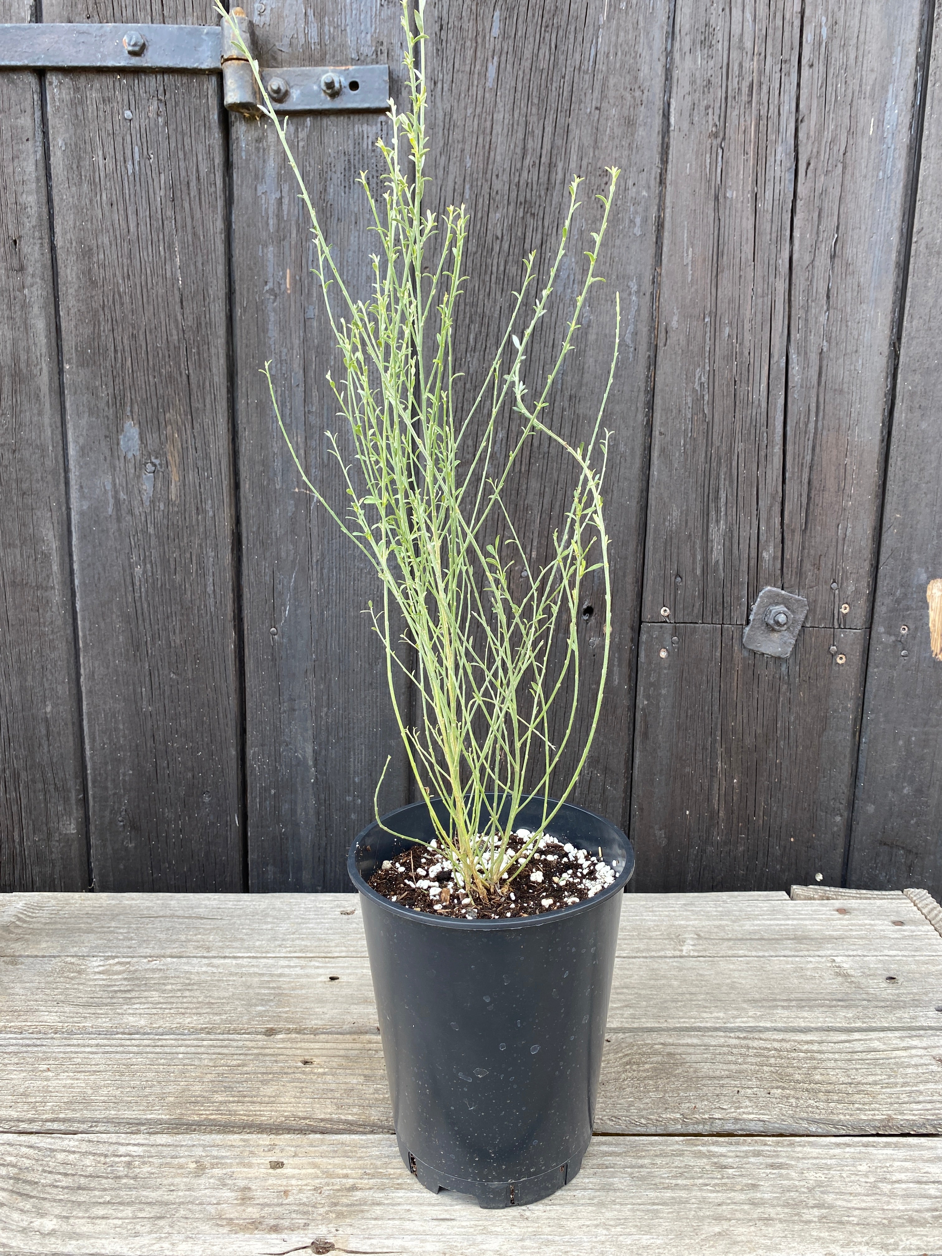 Cytisus multiflorus - Weiẞer Spanischer Ginster, Geiẞklee