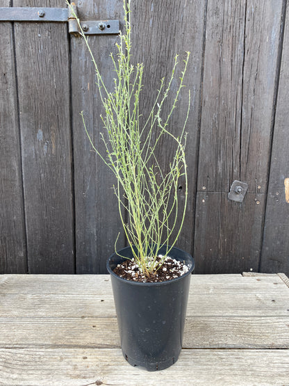 Cytisus multiflorus - Weiẞer Spanischer Ginster, Geiẞklee