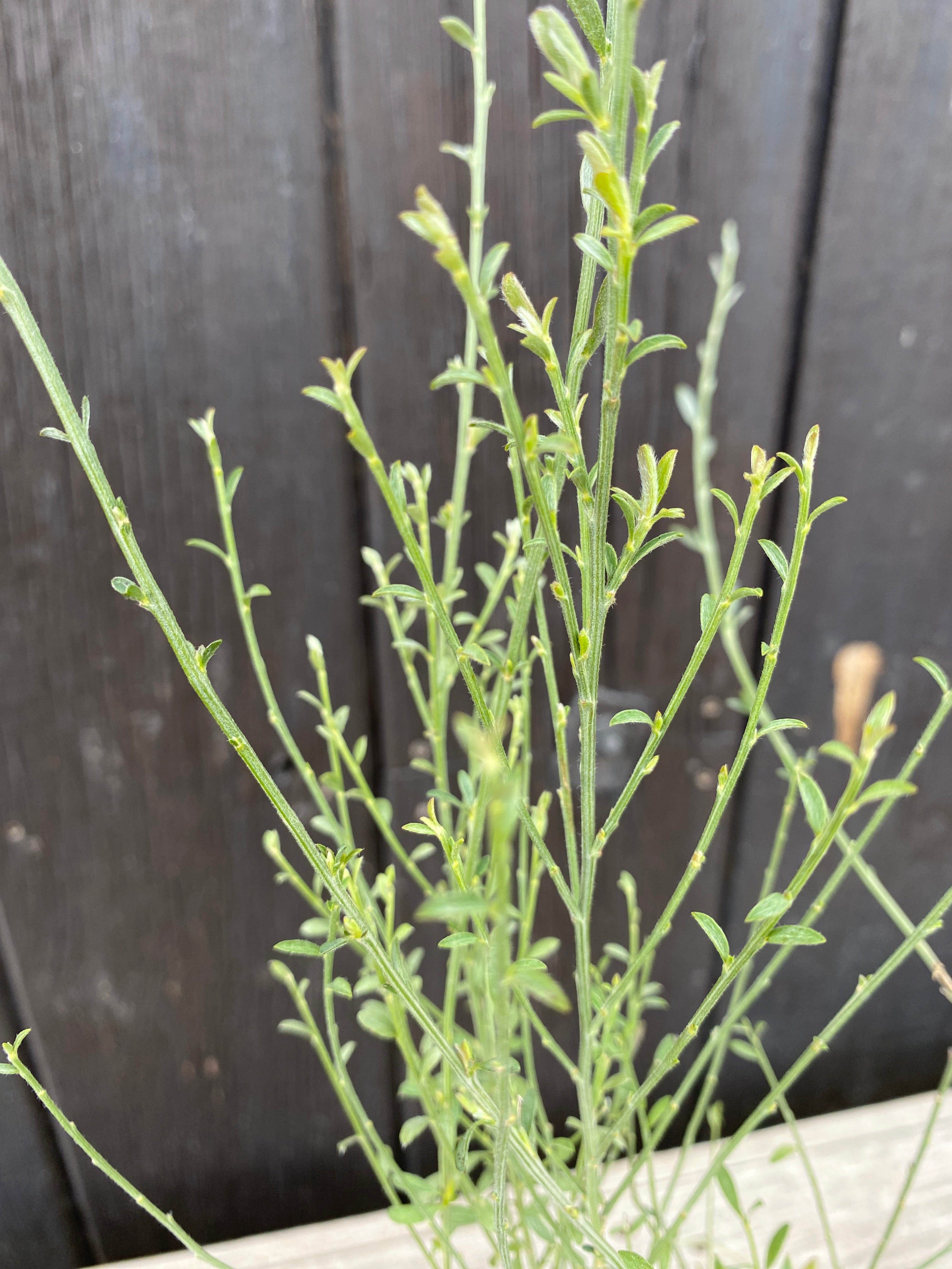 Cytisus multiflorus - Weiẞer Spanischer Ginster, Geiẞklee