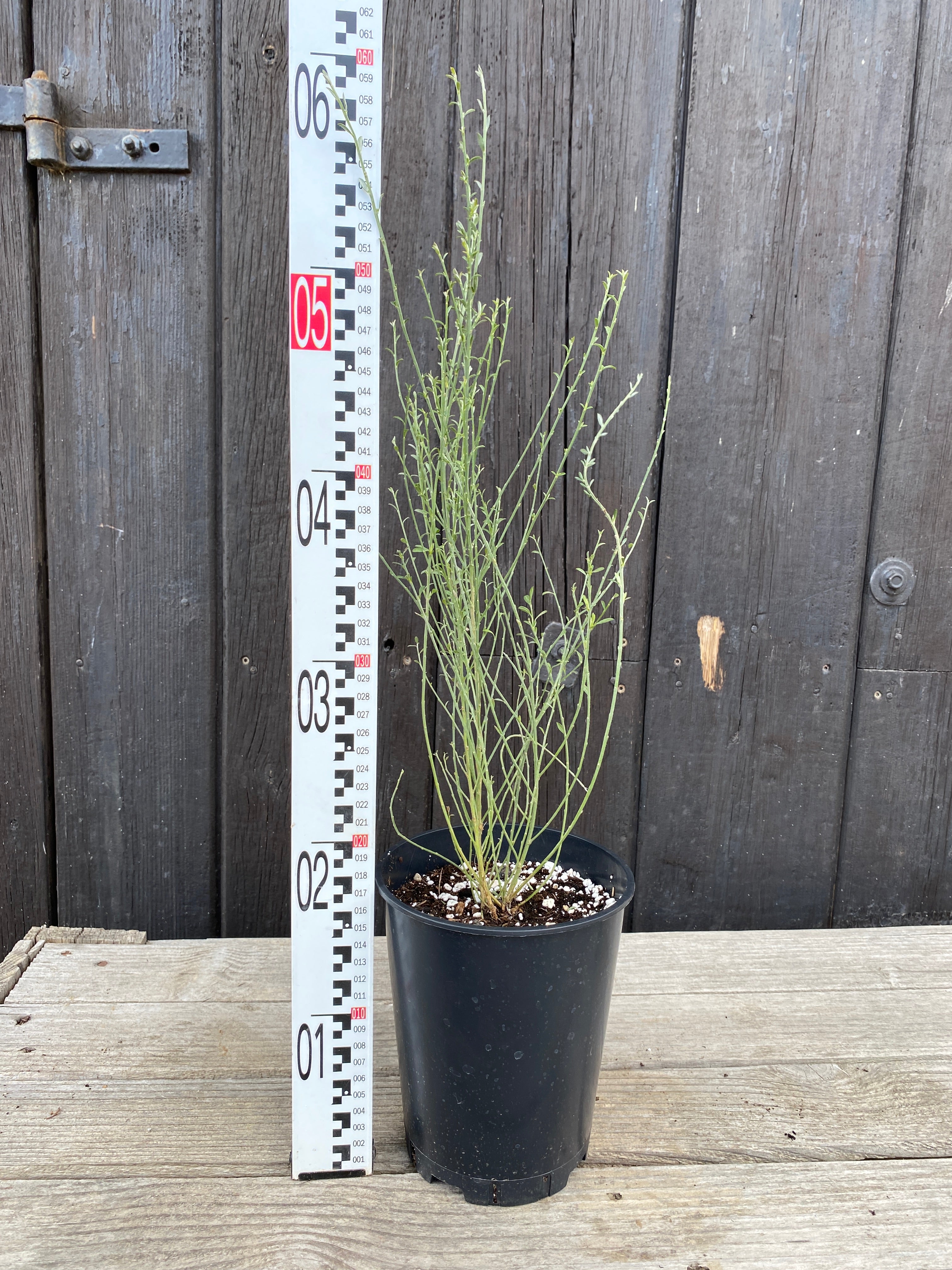 Cytisus multiflorus - Weiẞer Spanischer Ginster, Geiẞklee