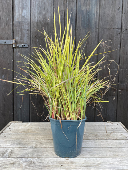 Dianella revoluta &