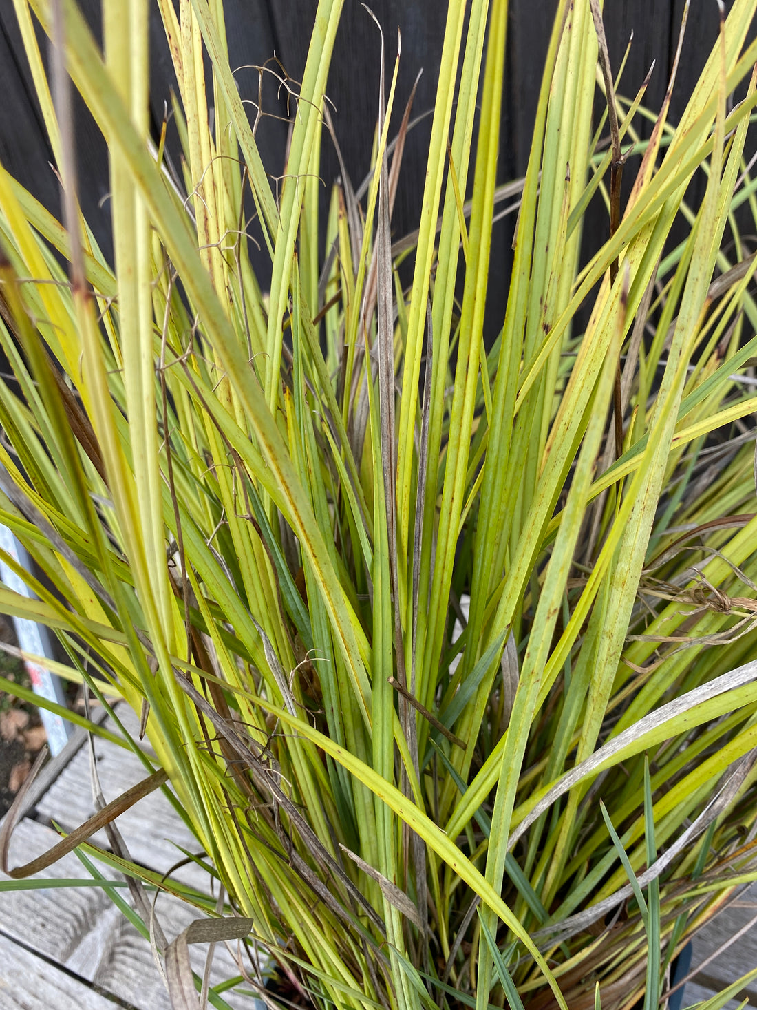 Dianella revoluta &