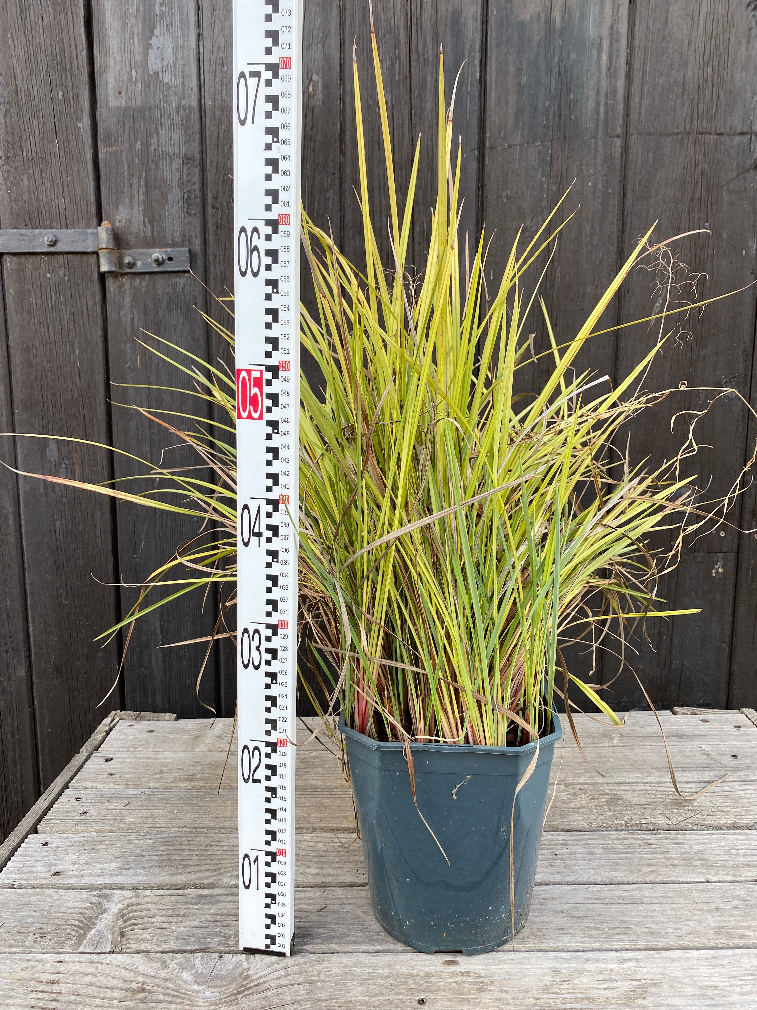 Dianella revoluta &