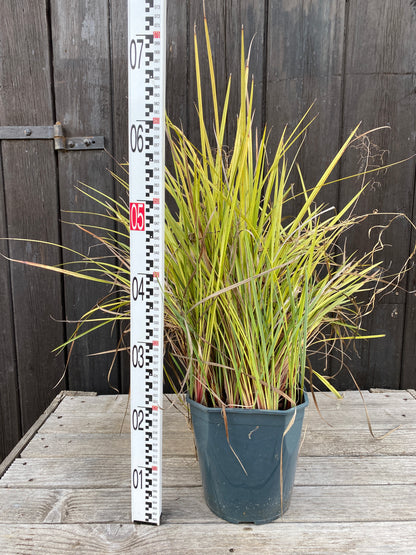 Dianella revoluta &