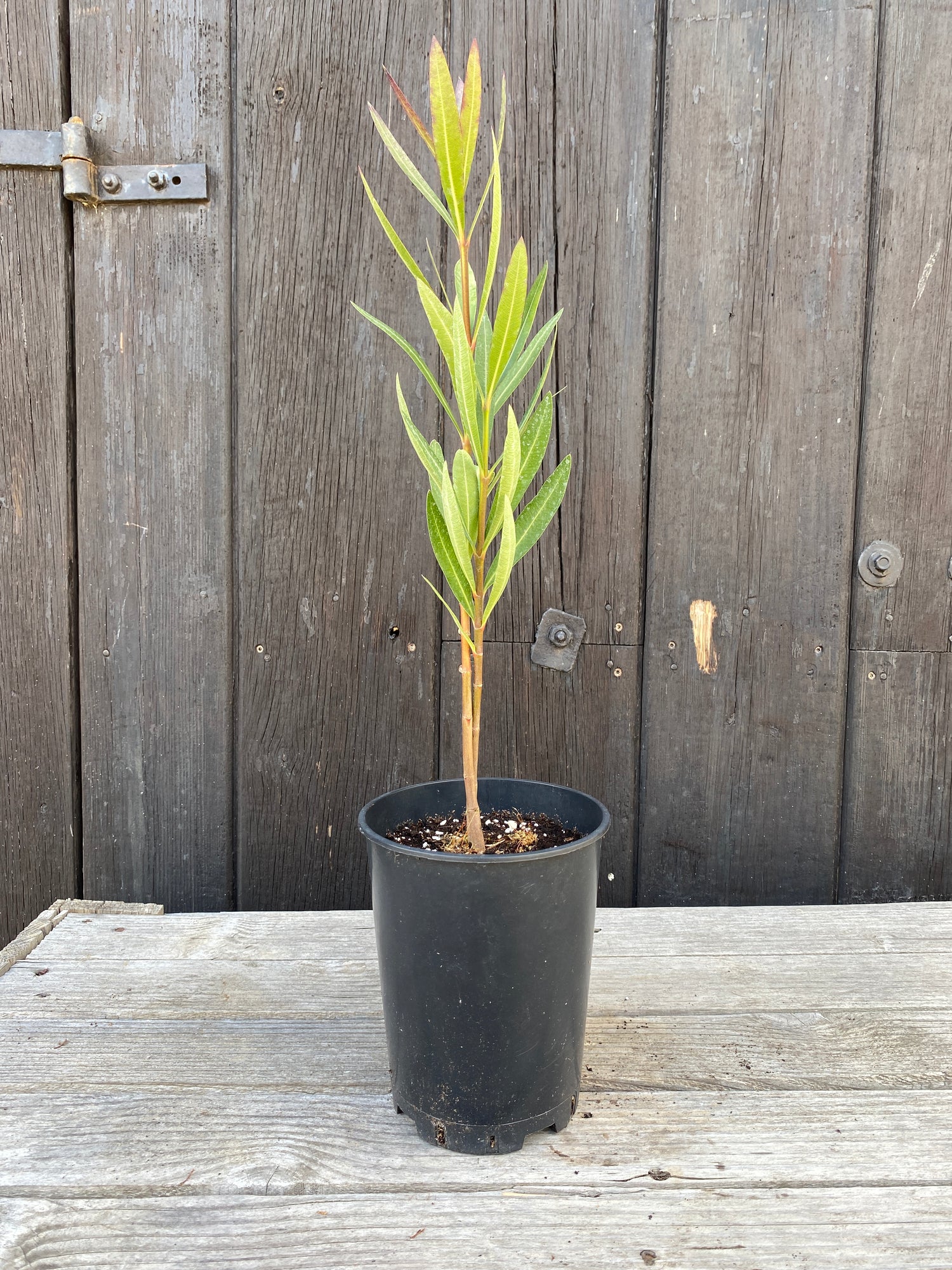Nerium oleander - Rosenlorbeer aus Freilandzucht