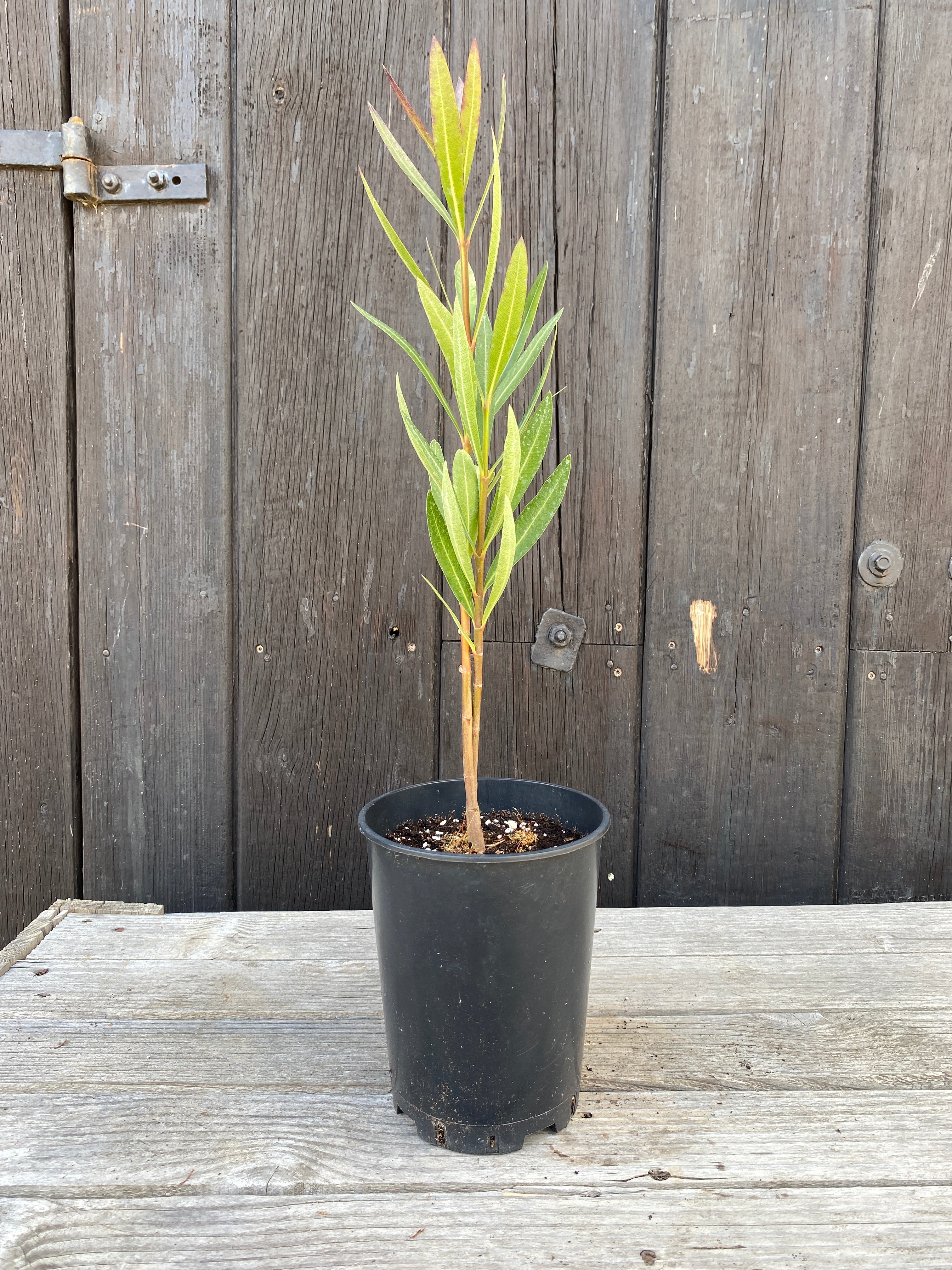 Nerium oleander - Rosenlorbeer aus Freilandzucht