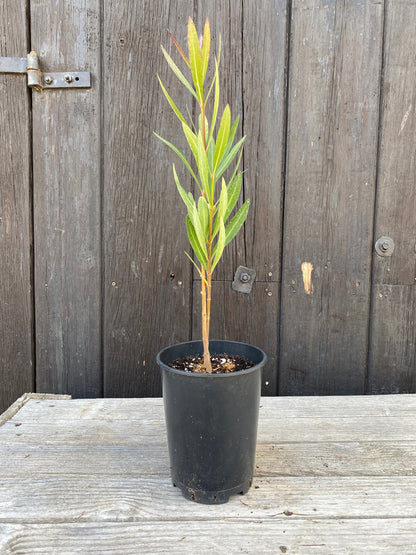 Nerium oleander - Rosenlorbeer aus Freilandzucht