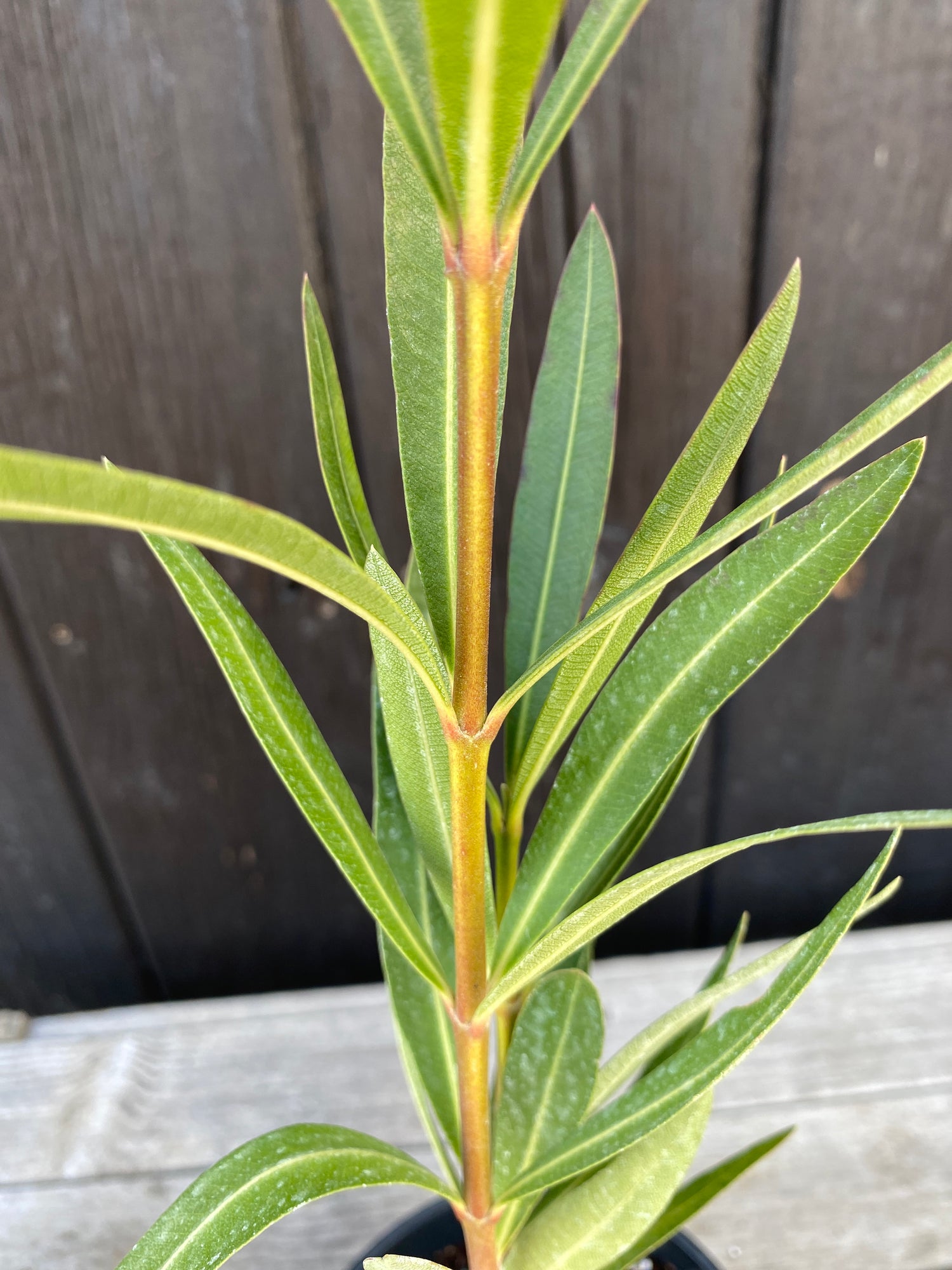 Nerium oleander - Rosenlorbeer aus Freilandzucht