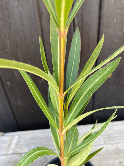 Nerium oleander - Rosenlorbeer aus Freilandzucht