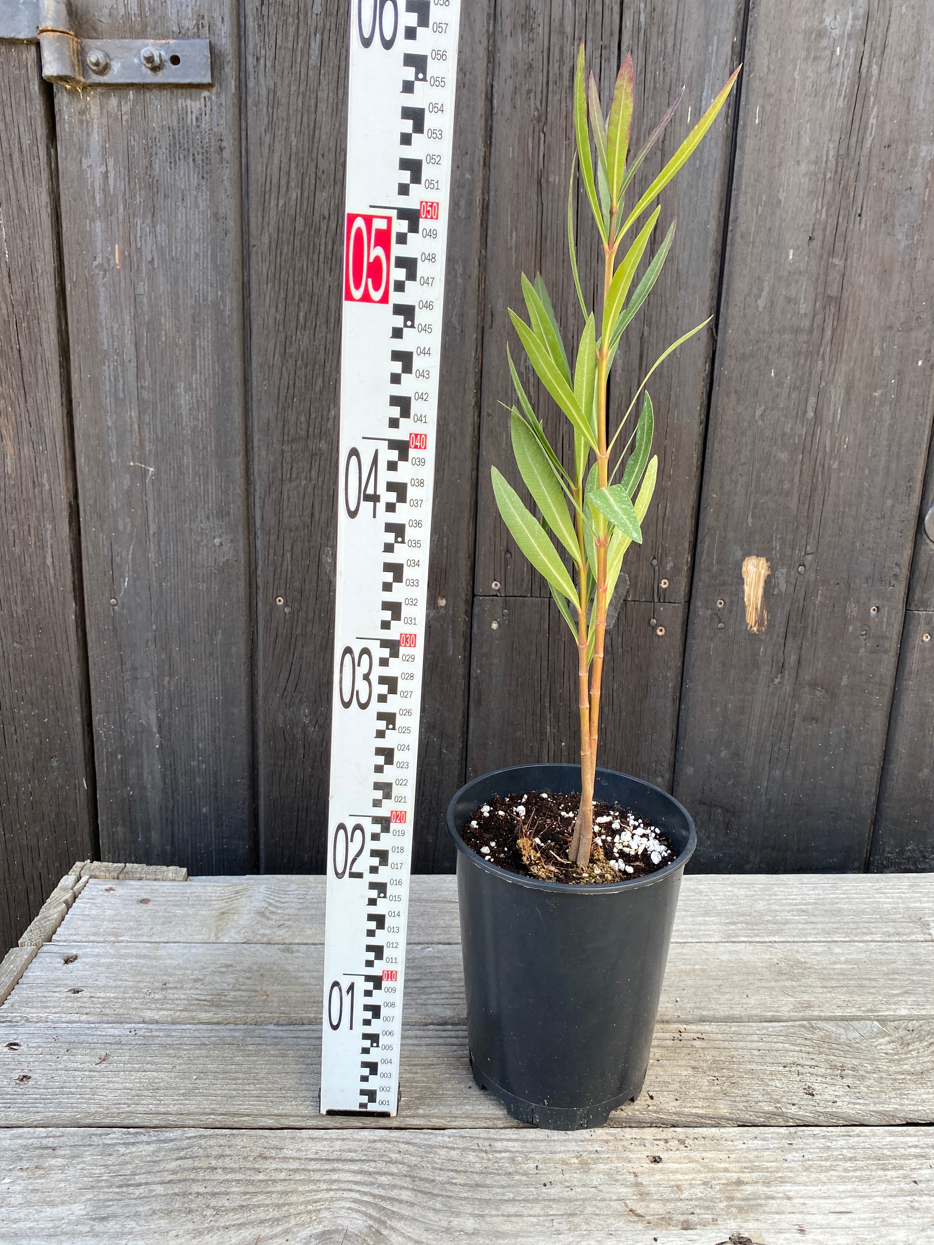 Nerium oleander - Rosenlorbeer aus Freilandzucht
