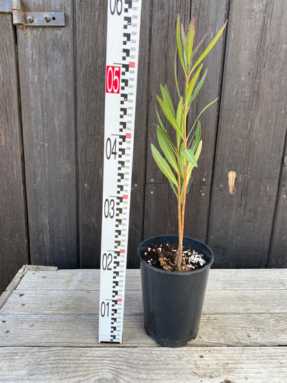 Nerium oleander - Rosenlorbeer aus Freilandzucht