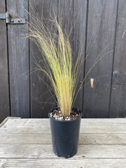 Nasella tenuissima - Zartes Federgras, Engelhaar aus Freilandzucht