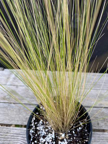 Nasella tenuissima - Zartes Federgras, Engelhaar aus Freilandzucht