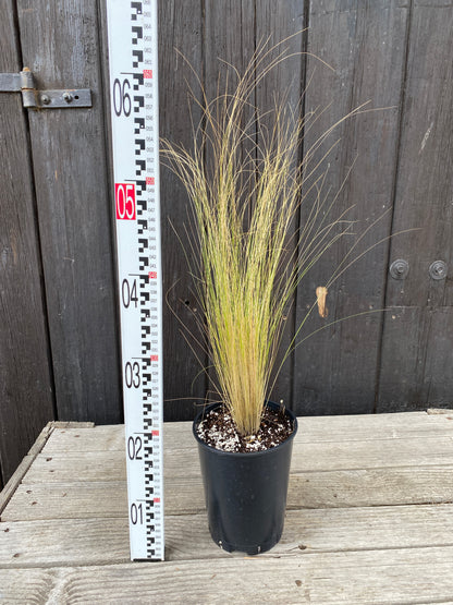 Nasella tenuissima - Zartes Federgras, Engelhaar aus Freilandzucht