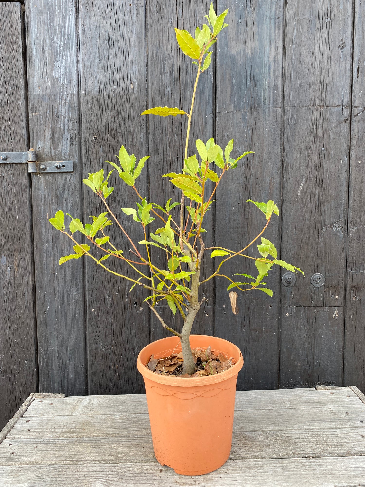 Laurus nobilis - Echter Chai-Lorbeer