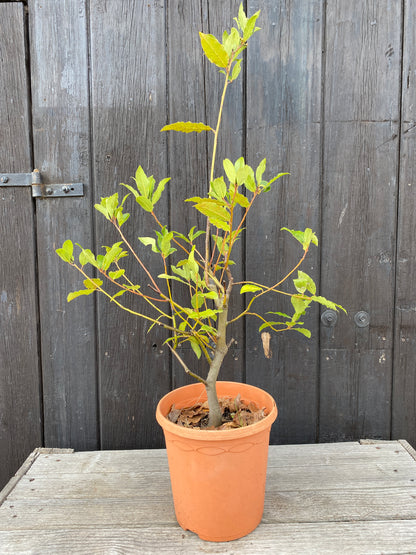 Laurus nobilis - Echter Chai-Lorbeer