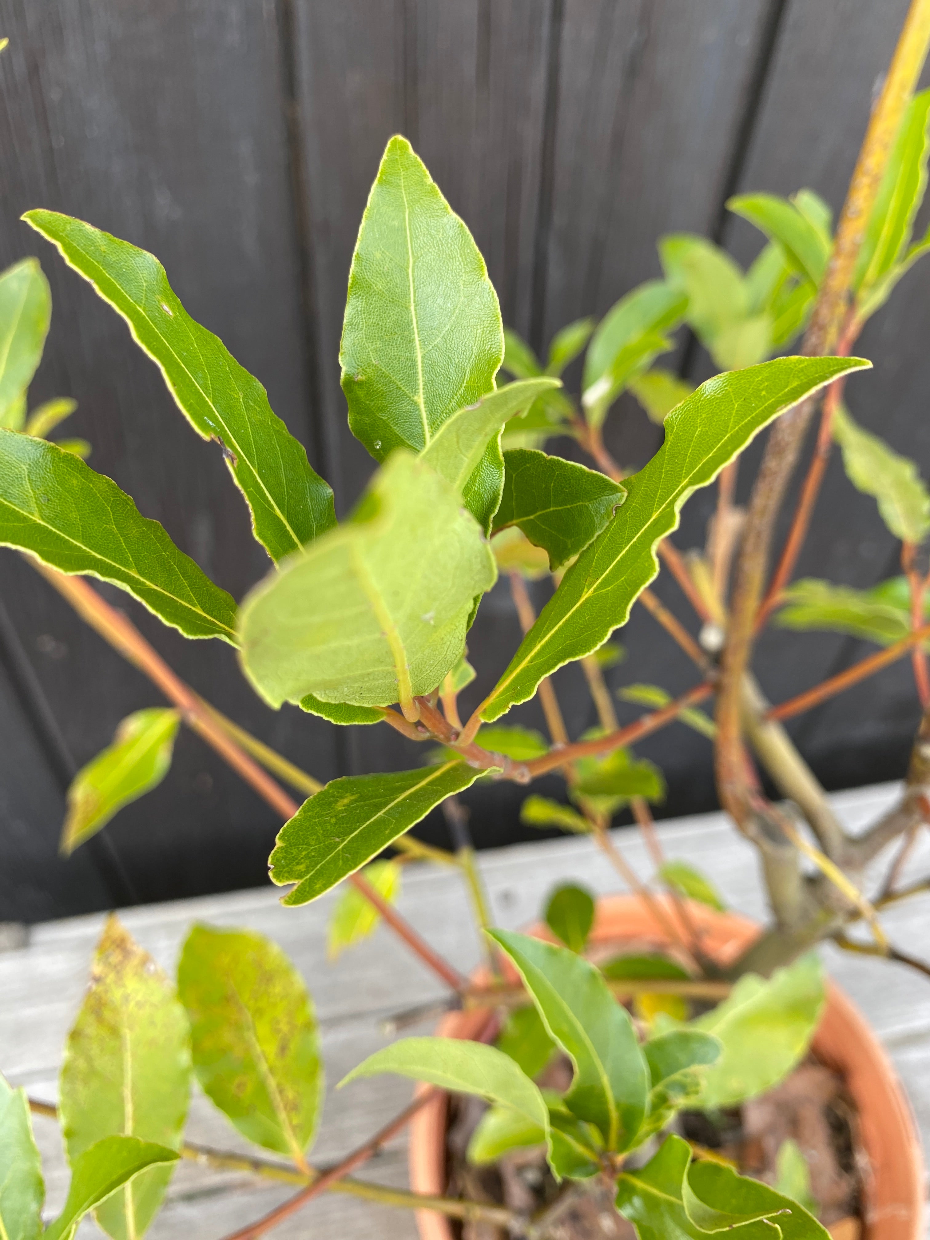Laurus nobilis - Echter Chai-Lorbeer
