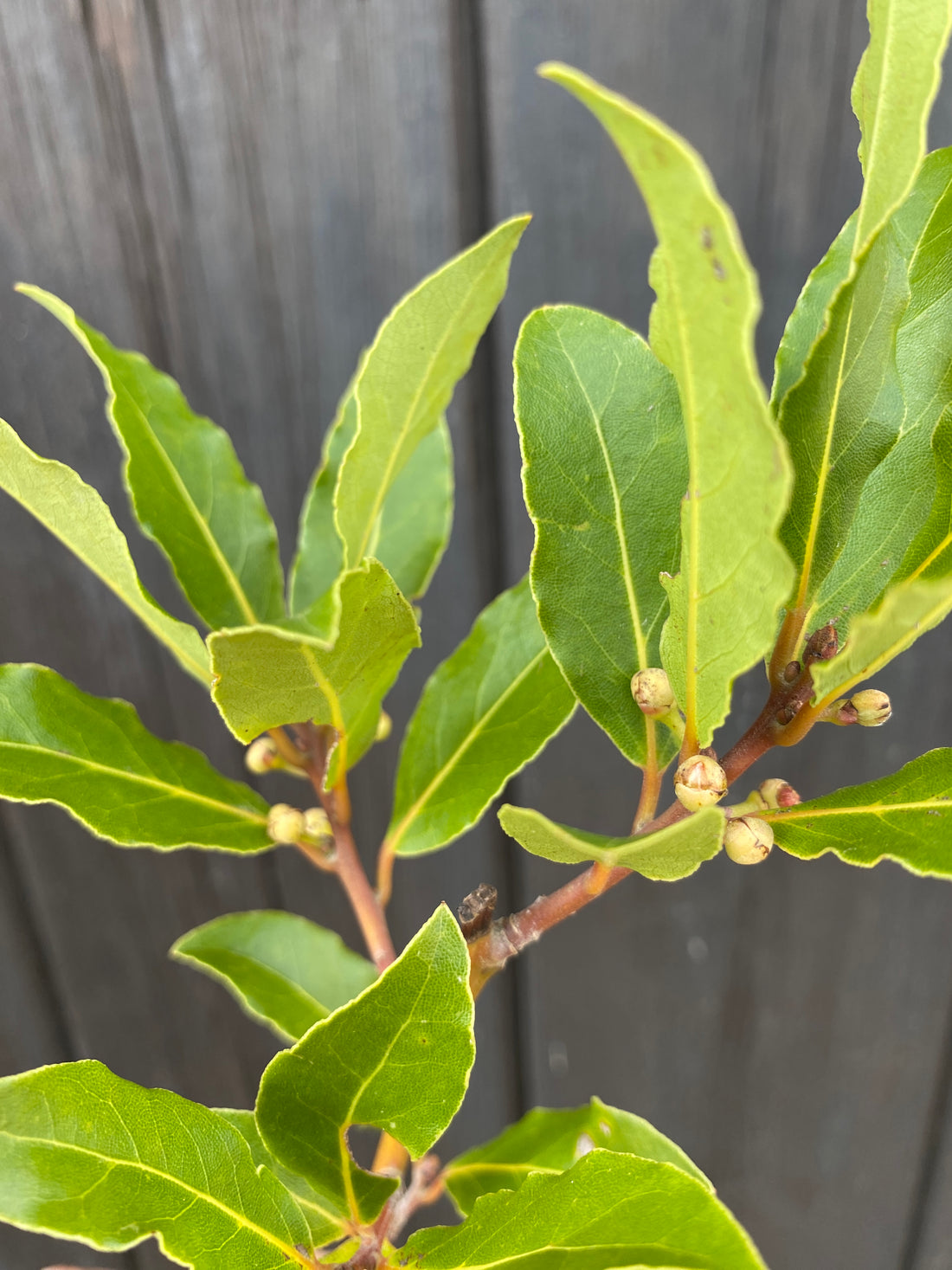 Laurus nobilis - Echter Chai-Lorbeer