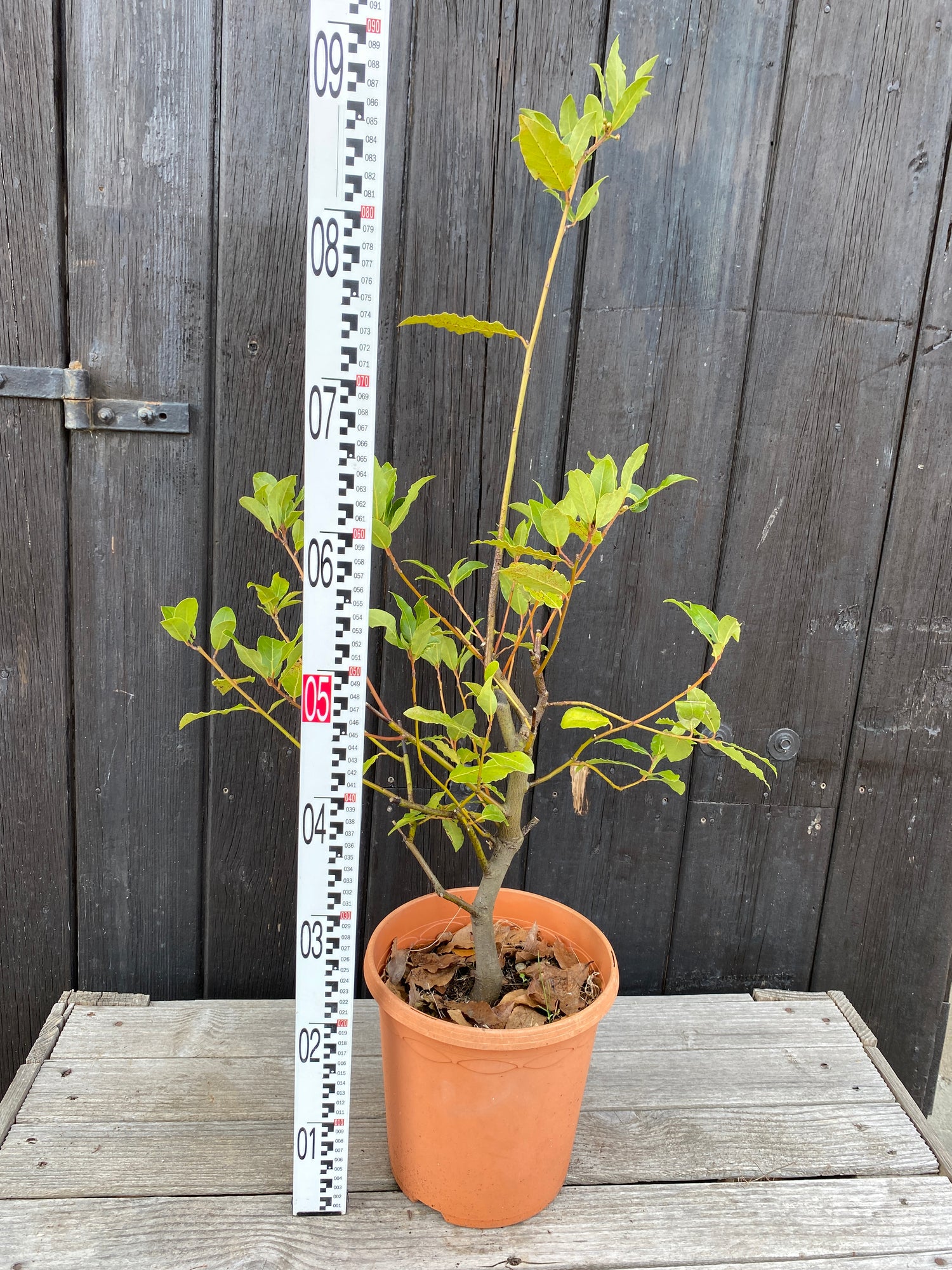 Laurus nobilis - Echter Chai-Lorbeer