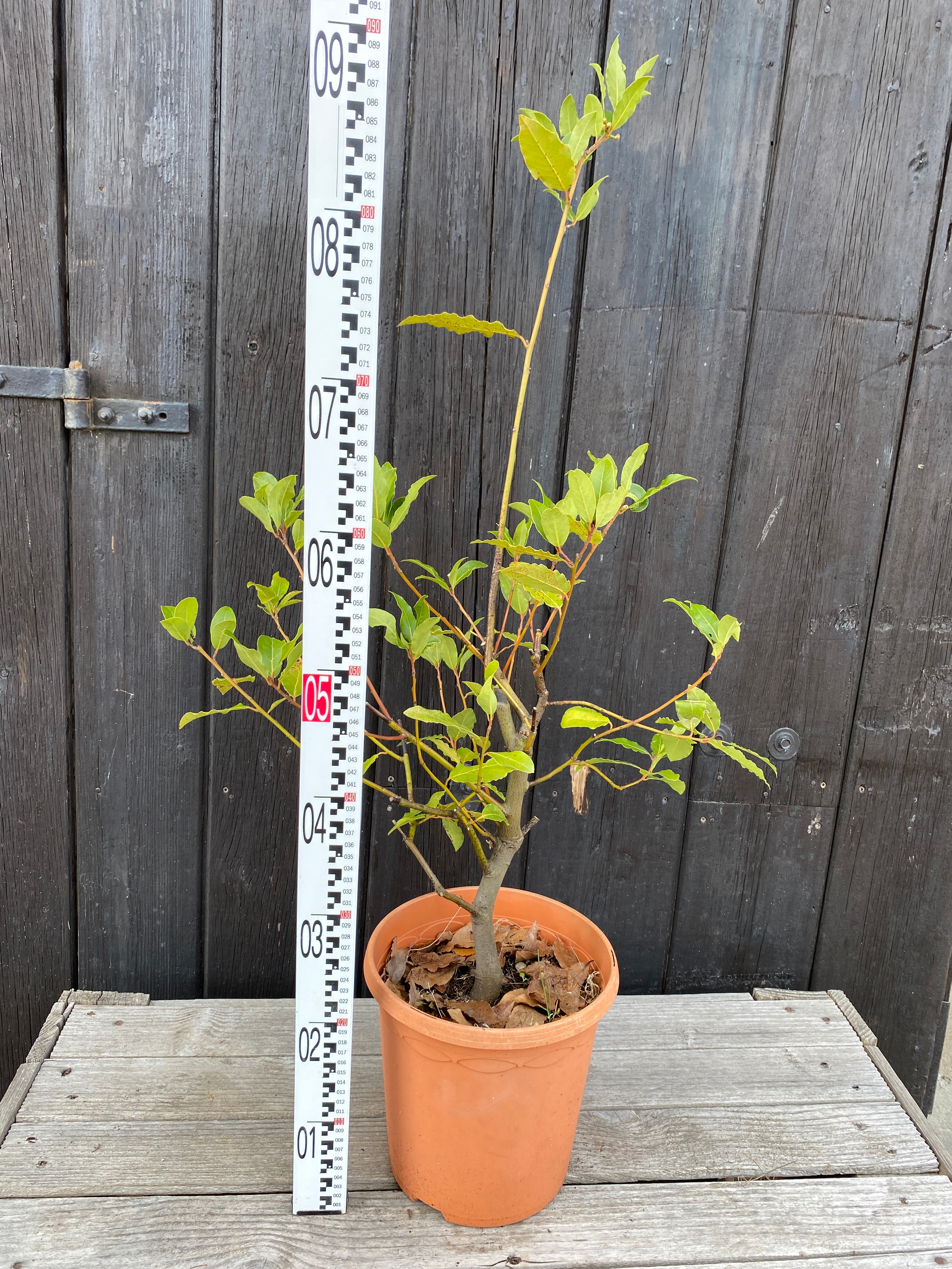 Laurus nobilis - Echter Chai-Lorbeer