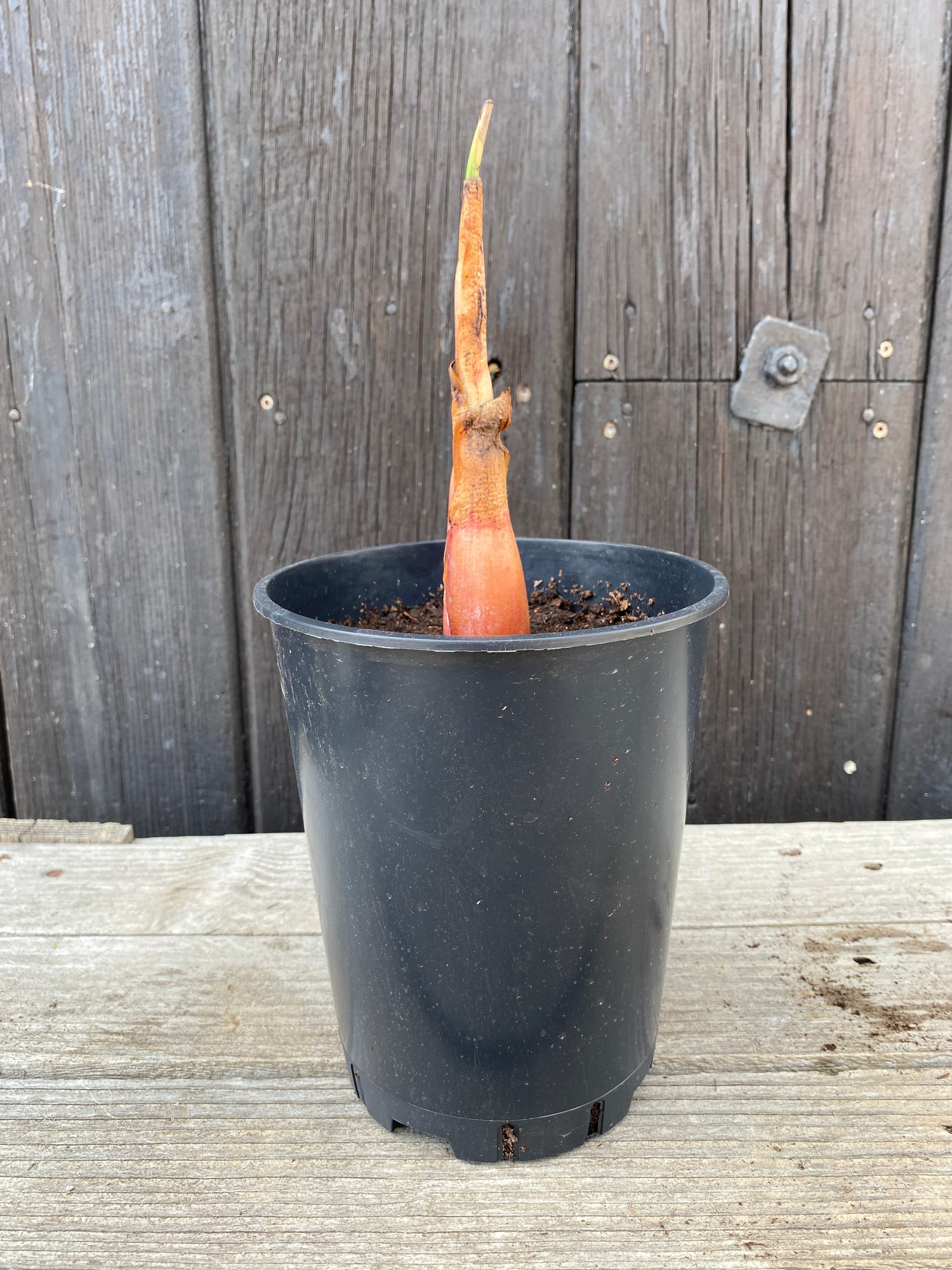 Musella lasiocarpa - Chinesische Zwergbanane, Goldene Lotusbanane