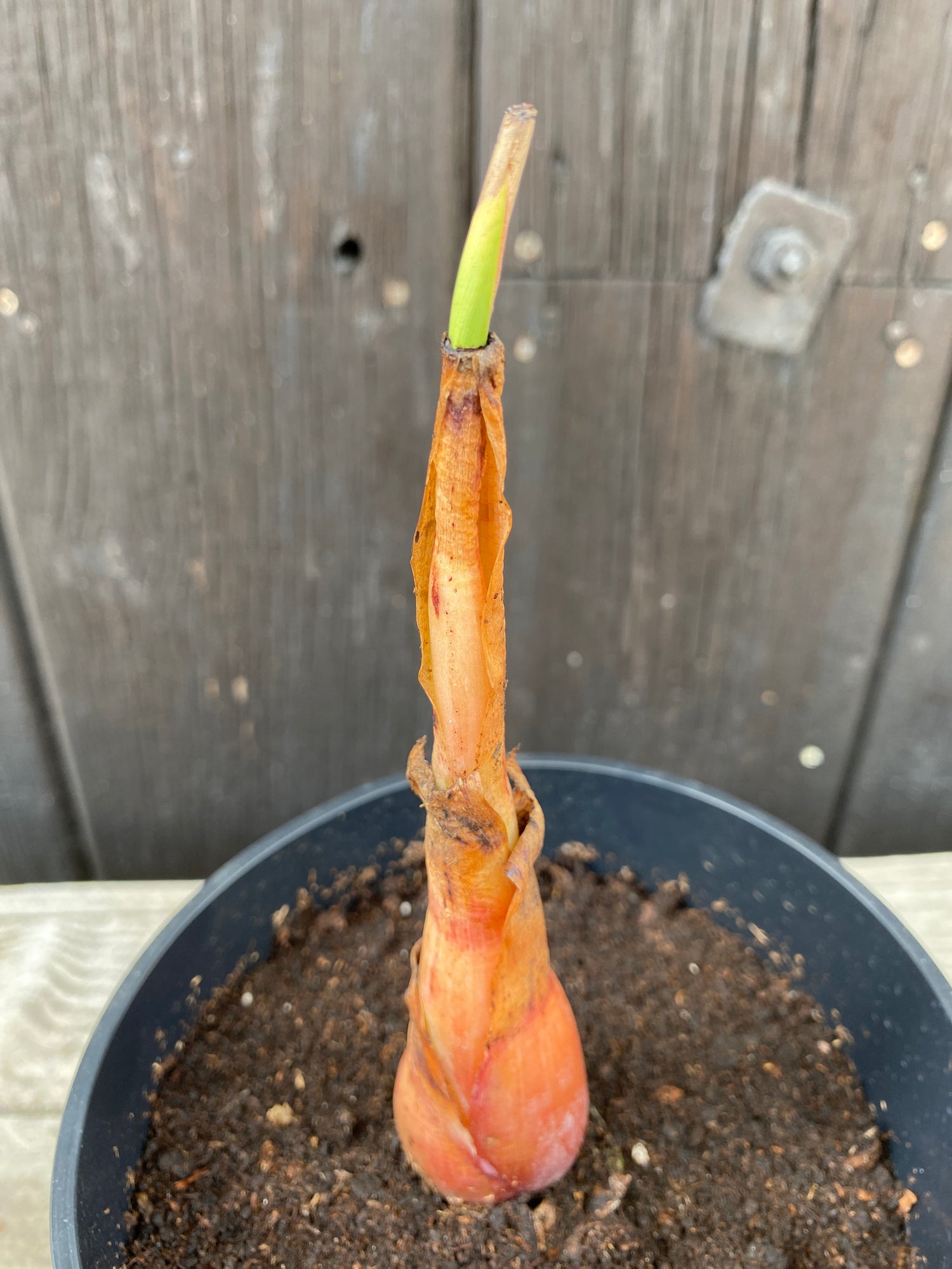 Musella lasiocarpa - Chinesische Zwergbanane, Goldene Lotusbanane