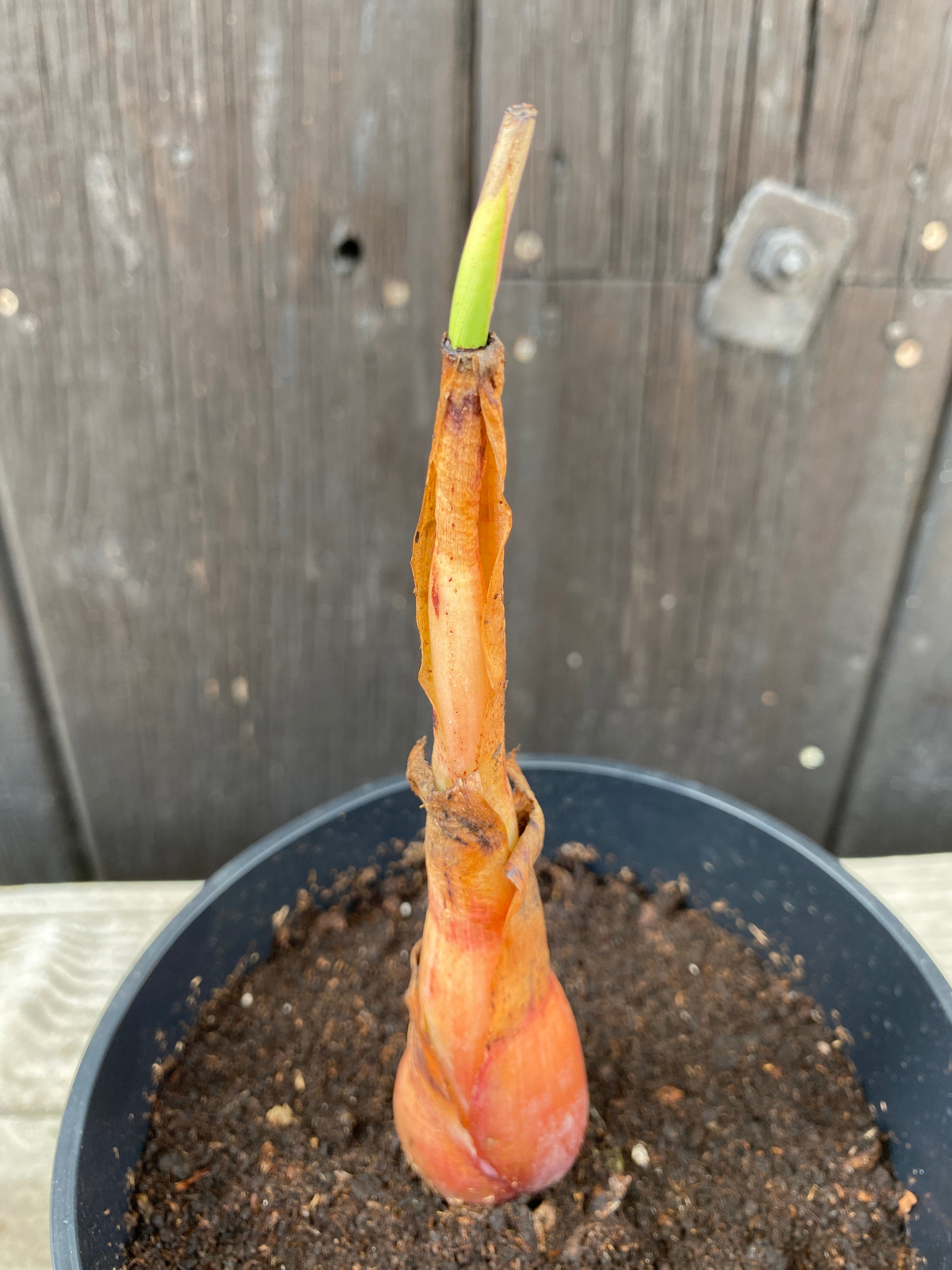 Musella lasiocarpa - Chinesische Zwergbanane, Goldene Lotusbanane