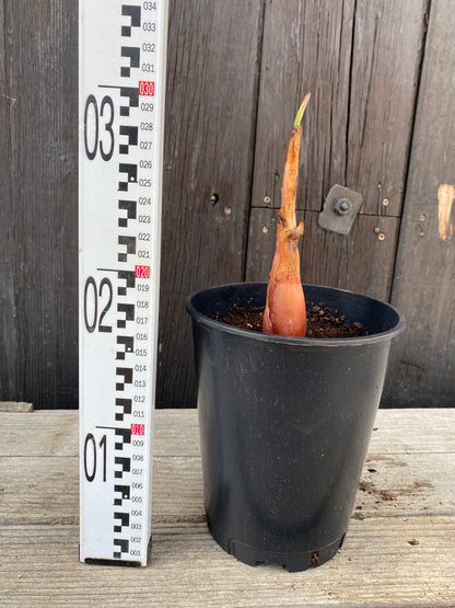 Musella lasiocarpa - Chinesische Zwergbanane, Goldene Lotusbanane