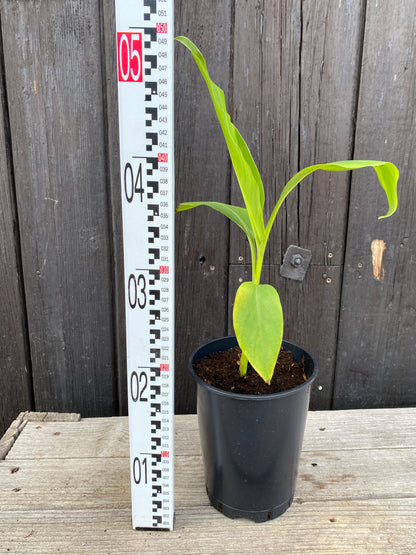 Ensete ventricosum &