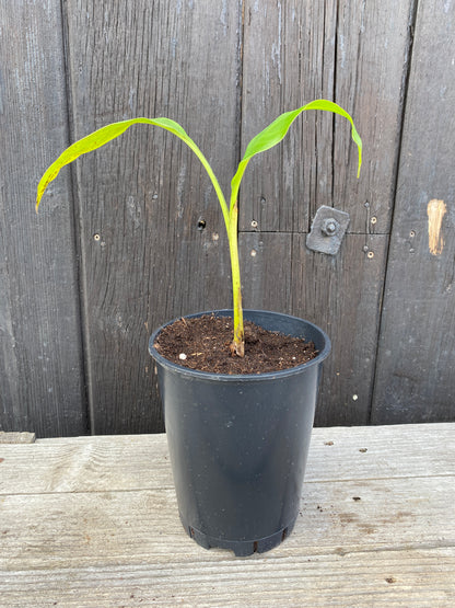 Musa sikkimensis &