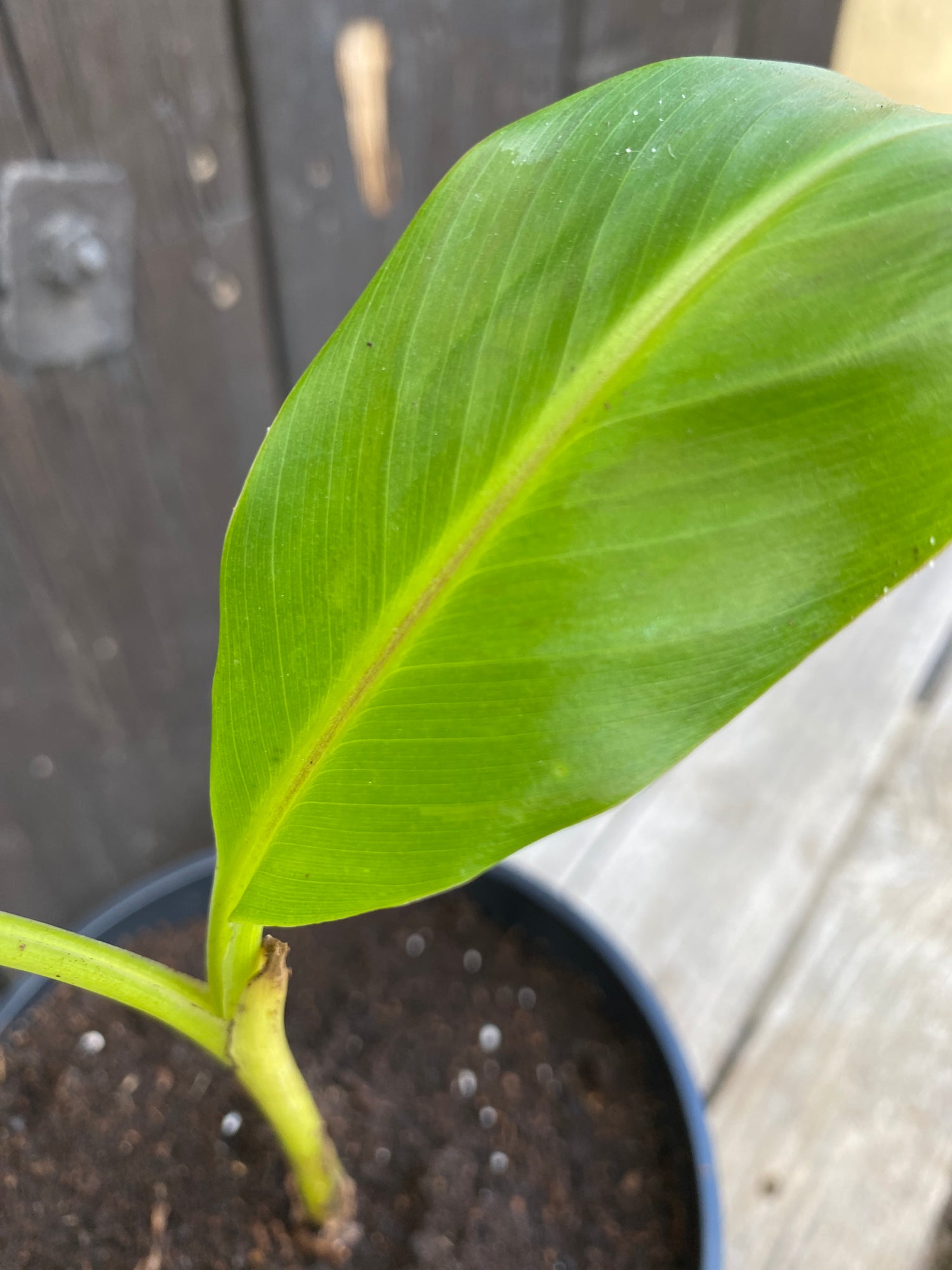 Musa sikkimensis &