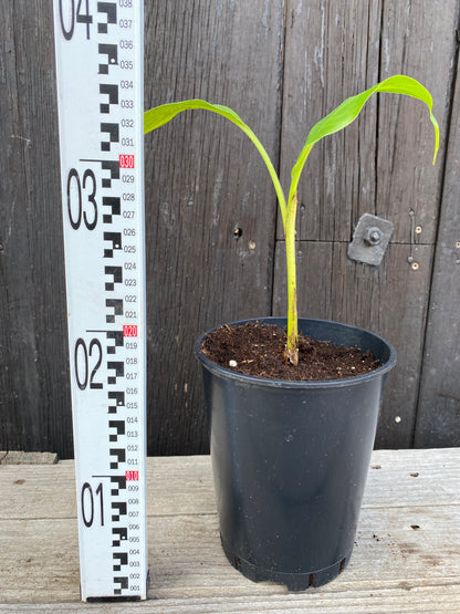 Musa sikkimensis &