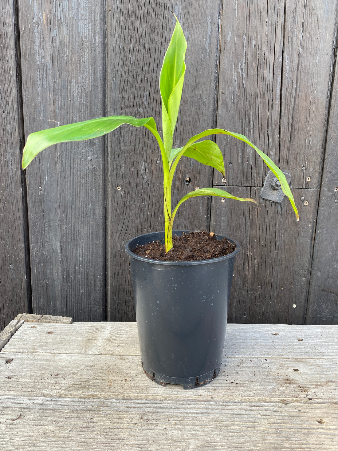 Musa sikkimensis - Darjeeling-Banane