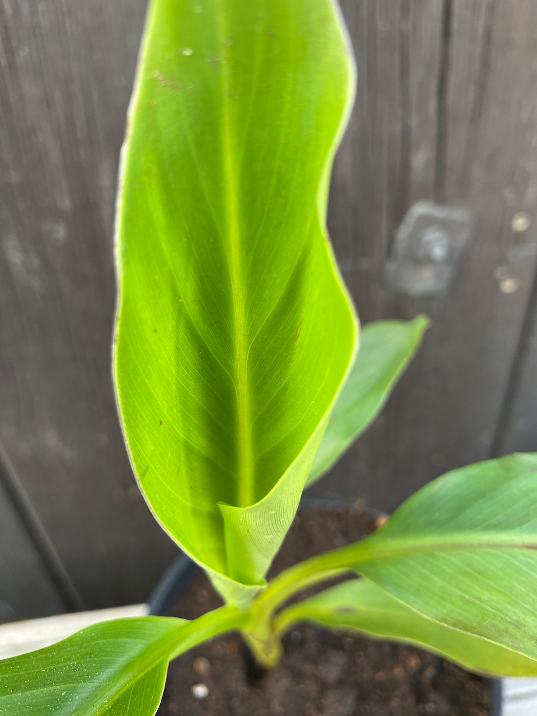 Musa sikkimensis - Darjeeling-Banane